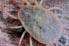 Cathedral-bug1