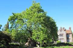 Oriental-Plane-Trees3