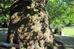 Oriental-Plane-Trees4