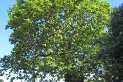 Oriental-Plane-Trees5