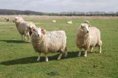Sheep on Romney Marsh