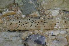 Thanet-Sandstone3