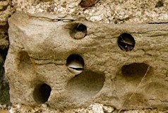 Thanet-Sandstone4