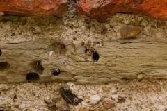 Thanet-Sandstone6